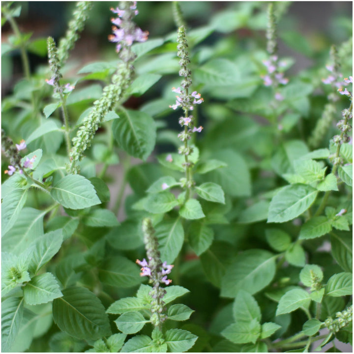 Holy Basil (Tulsi) Seeds for Planting – Heirloom, Non-GMO, High Germination Organic Garden Seeds for Medicinal & Spiritual Gardens