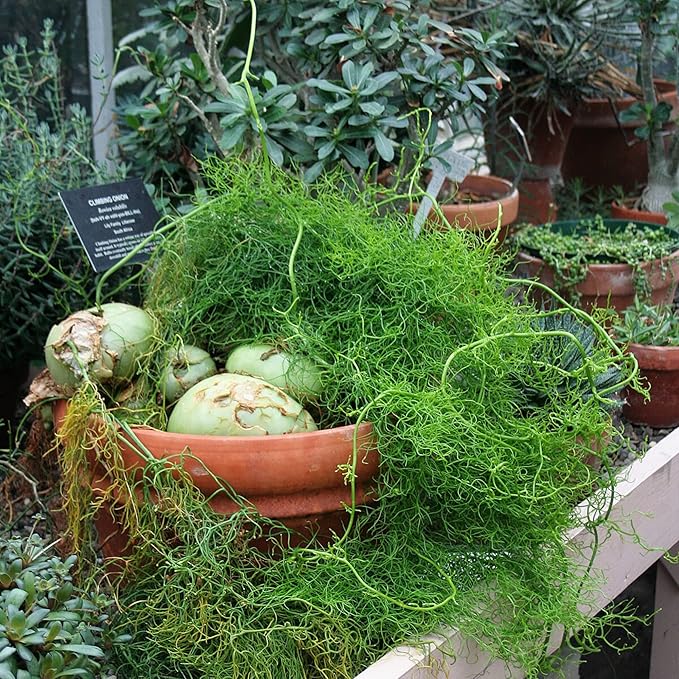 Bowiea Volubilis Seeds for Planting – Heirloom, Non-GMO, Rare Climbing Succulent – High Germination