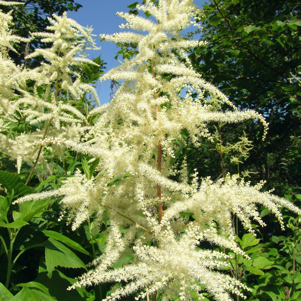 Flower Seeds, Seeds,Seeds For Planting,Plant Seeds