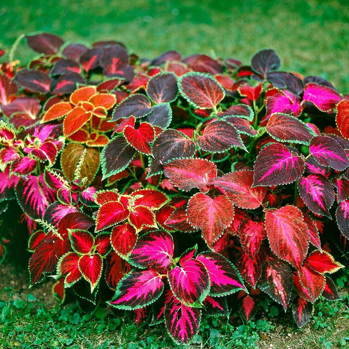 Flower Seeds, Seeds,Seeds For Planting,Plant Seeds