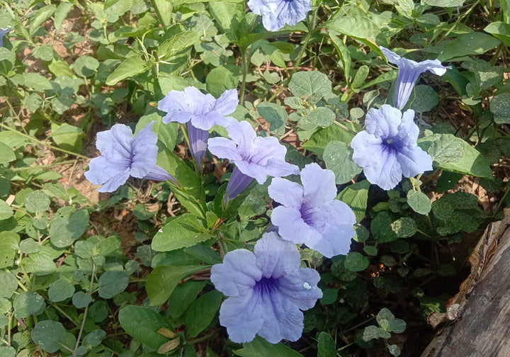 Ruellia Tuberosa Flower Seeds for Planting | Heirloom Non-GMO High Germination Organic Garden Seeds