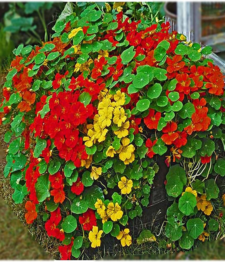 Nasturtium Flower Seeds for Planting – Sun Loving Heirloom Non-GMO High Germination