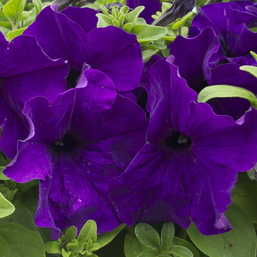 Blue Petunia Flower Seeds for Planting | Heirloom Non-GMO High Germination Organic Garden Seeds
