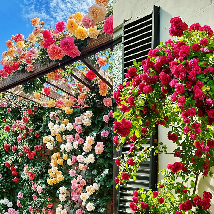 Mixed Climbing Rose Seeds Flower Seeds for Planting – Heirloom, Non-GMO, High Germination