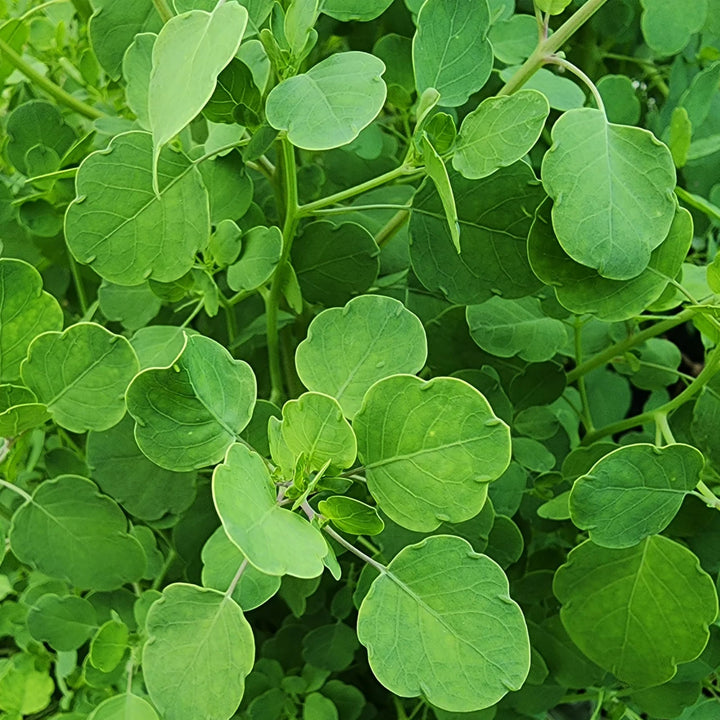 Papalo herb seeds for planting - Heirloom & Non-GMO Garden seeds, rare flavorful herb for home gardens