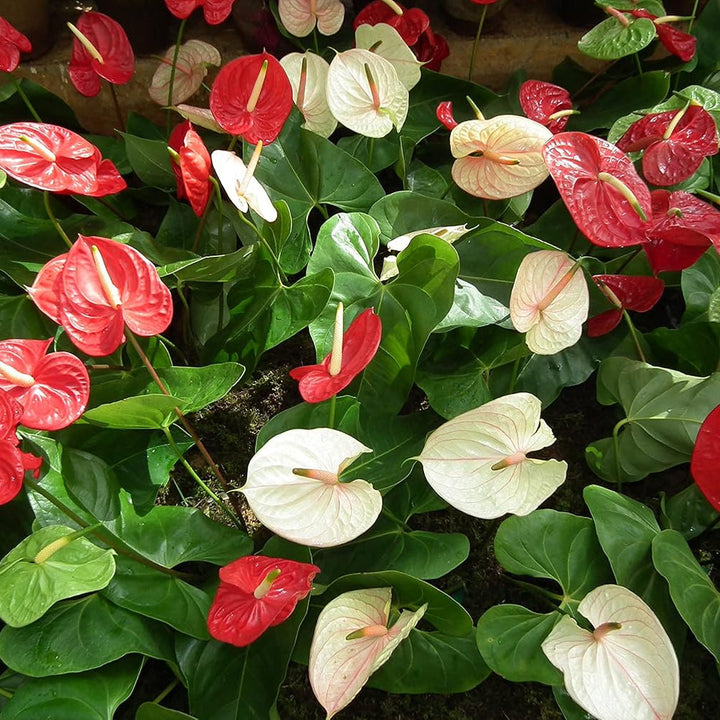 Flower Seeds, Seeds,Seeds For Planting,Plant Seeds