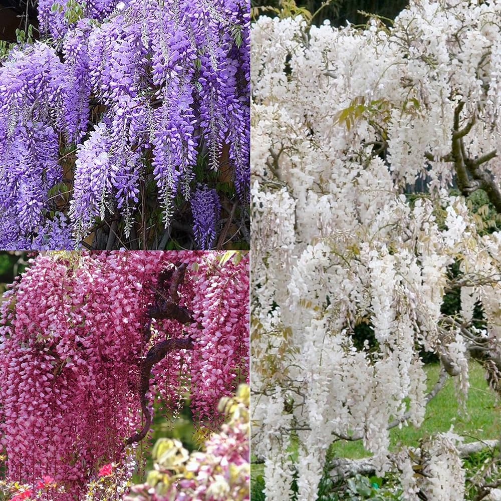 Flower Seeds, Seeds,Seeds For Planting,Plant Seeds