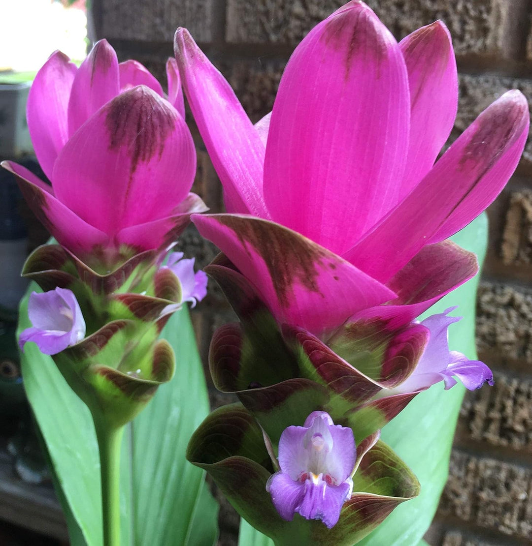 Flower Seeds, Seeds,Seeds For Planting,Plant Seeds