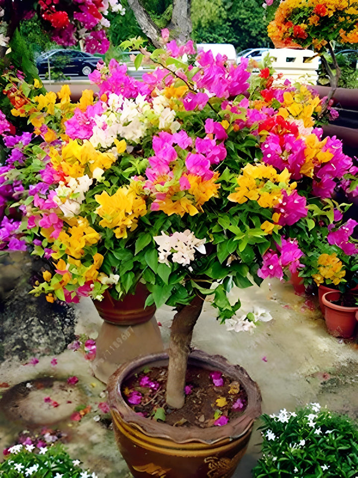 Mixed Bougainvillea Flower Seeds for Planting – Heirloom, Non-GMO, High Germination Seeds for Garden