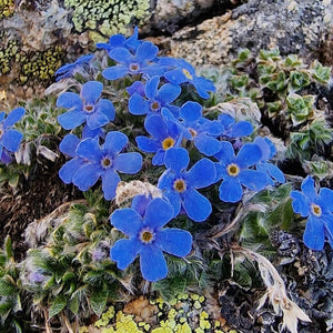 Flower Seeds, Seeds,Seeds For Planting,Plant Seeds