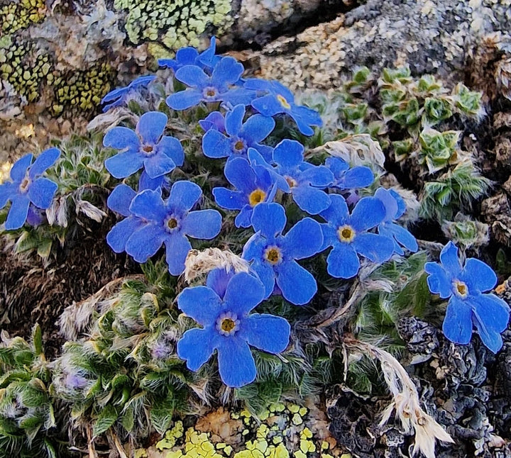 Flower Seeds, Seeds,Seeds For Planting,Plant Seeds
