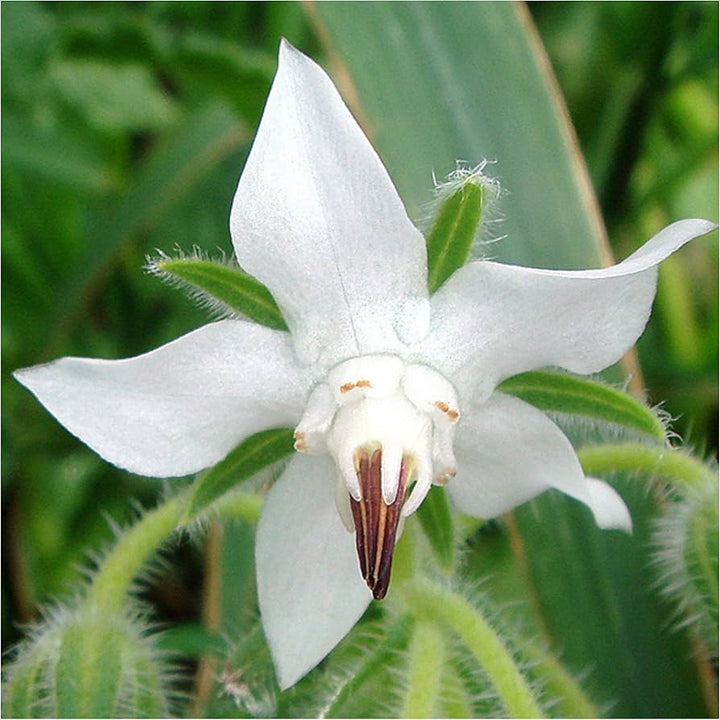 Flower Seeds, Seeds,Seeds For Planting,Plant Seeds