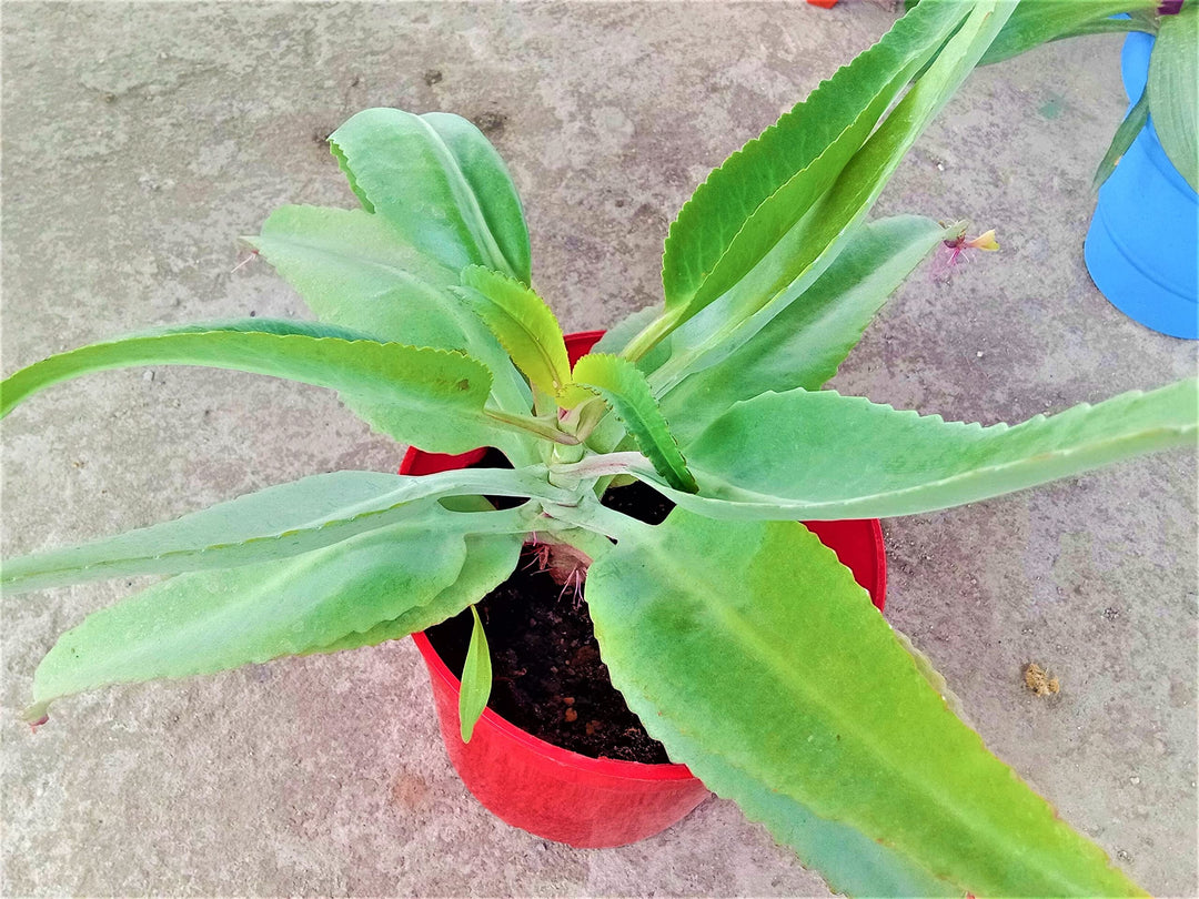 Kalanchoe Gastonis Flower Seeds – Heirloom, Non-GMO, High Germination Organic Garden Seeds