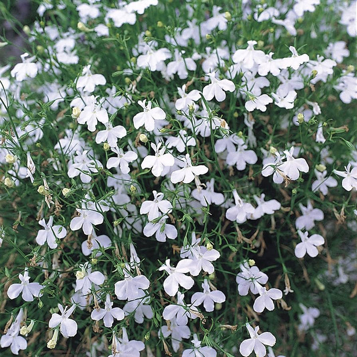 Lobelia Pendula White Lady Cascade Flower Seeds for Planting – Heirloom, Non-GMO, High Germination