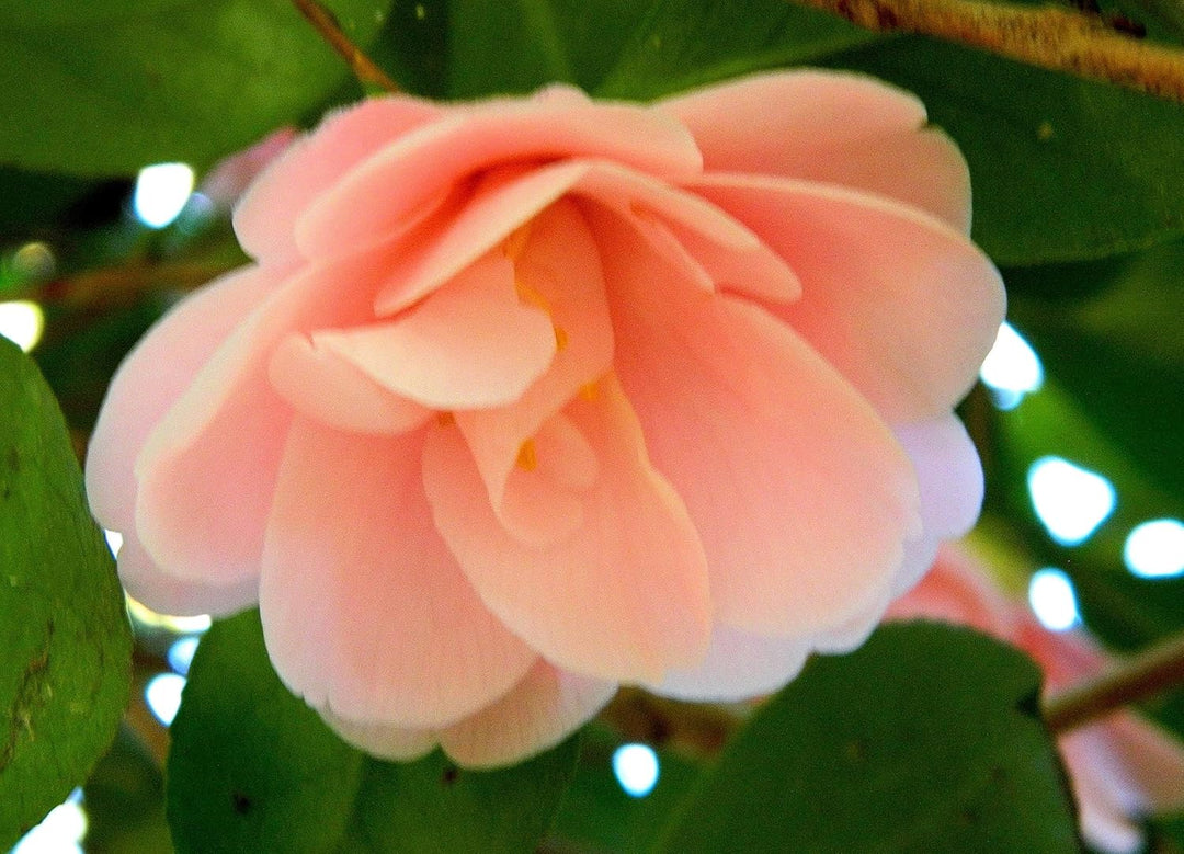 Flower Seeds, Seeds,Seeds For Planting,Plant Seeds