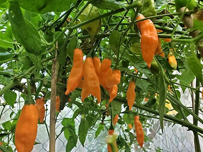 Aji Mango Chile Pepper Seeds for Planting – Heirloom, Non-GMO, Fruity Hot Peppers – High Germination