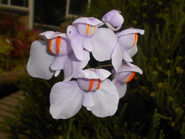 Flower Seeds, Seeds,Seeds For Planting,Plant Seeds