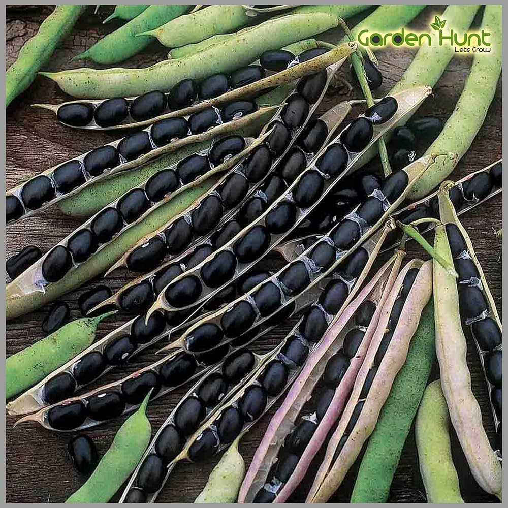 Black Bean Seeds for Planting – Heirloom & Non-GMO Nutrient-Packed Culinary Variety