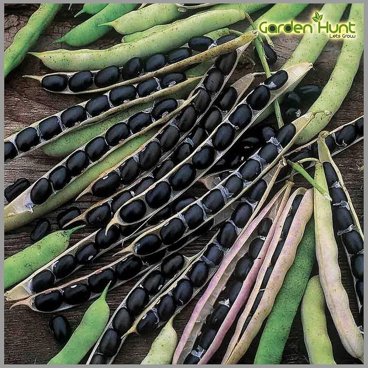 Black Bean Seeds for Planting – Heirloom & Non-GMO Nutrient-Packed Culinary Variety