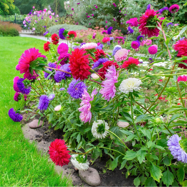 Multi-Colour Aster Flower Seeds for Planting – Heirloom, Non-GMO, High Germination Organic Garden Seeds