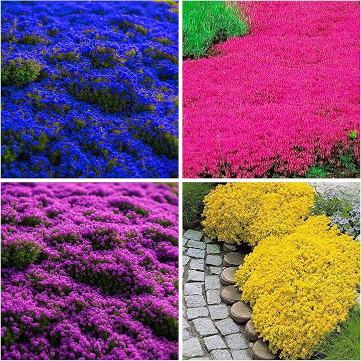 Mix Creeping Thyme Flower Seeds for Planting – Heirloom, Non-GMO, High Germination Organic Garden Seeds