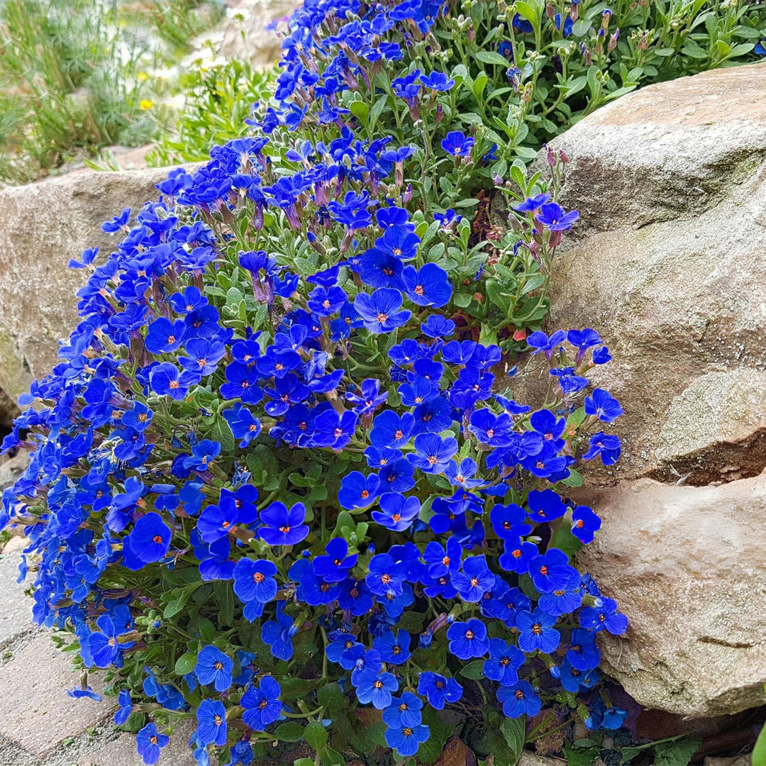 Dark Blue Aubrieta Flower Seeds for Planting - Heirloom, Non-GMO, High Germination Organic Garden Seeds
