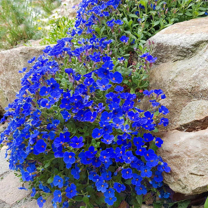 Dark Blue Aubrieta Flower Seeds for Planting - Heirloom, Non-GMO, High Germination Organic Garden Seeds