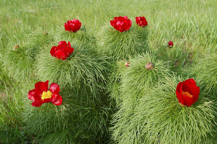 Flower Seeds, Seeds,Seeds For Planting,Plant Seeds