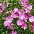 Pink Checkerbloom Flower Seeds for Planting – Heirloom, Non-GMO, Cottage Garden Essential, High Germination