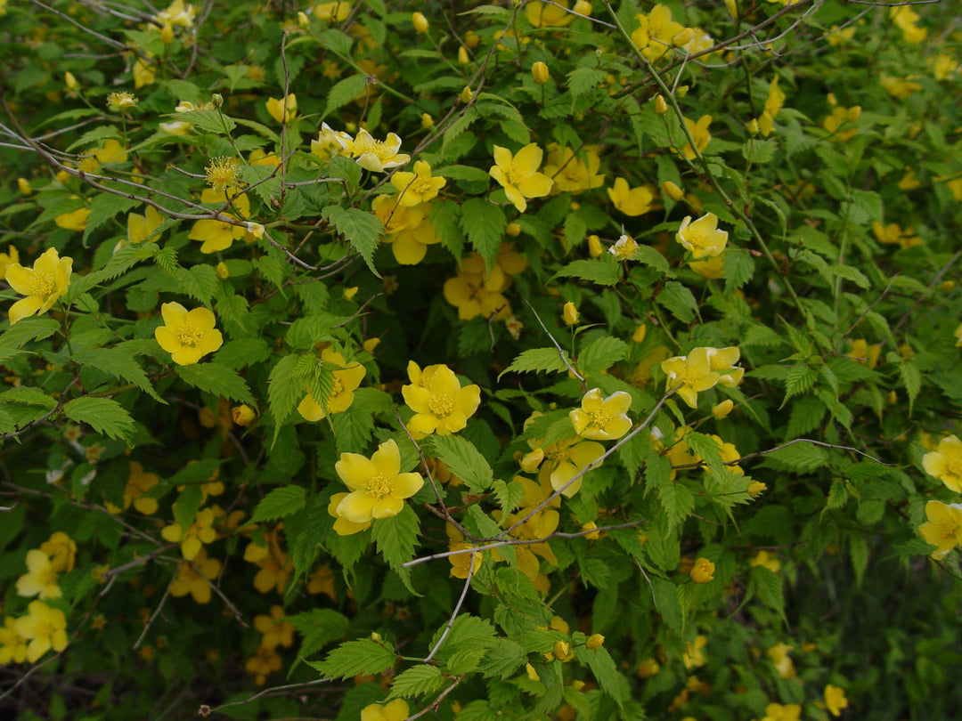 Kerria Japonica Flower Seeds for Planting – Cottage Garden Essential, Heirloom, Non-GMO, Organic Garden Seeds