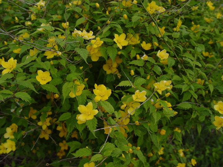 Kerria Japonica Flower Seeds for Planting – Cottage Garden Essential, Heirloom, Non-GMO, Organic Garden Seeds