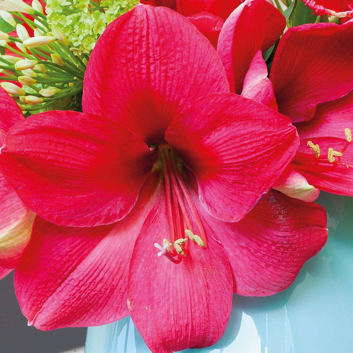 Dark Pink Amaryllis Barbados Flower Seeds for Planting – Heirloom Non-GMO High Germination Seeds