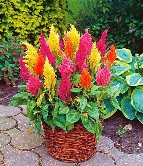 Celosia Flower Seeds for Planting – Heirloom, Non-GMO, High Germination Garden Seeds