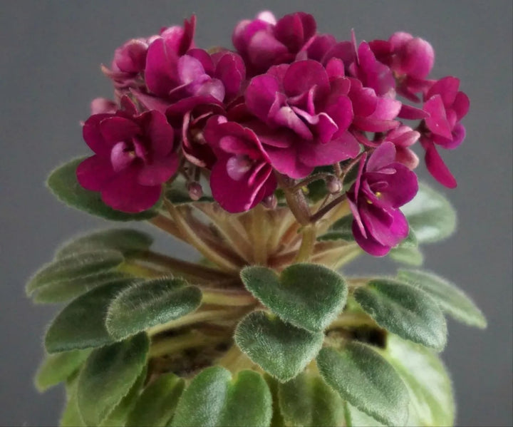 Dark Red Mini Violet Flower Seeds for Planting – Heirloom, Non-GMO, Low Maintenance Garden Seeds