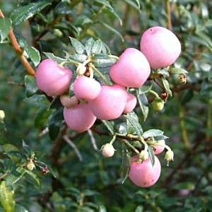 Pink Gaultheria Fruit Seeds for Planting – Heirloom Non-GMO Aromatic High Germination Organic Garden Berry Seeds