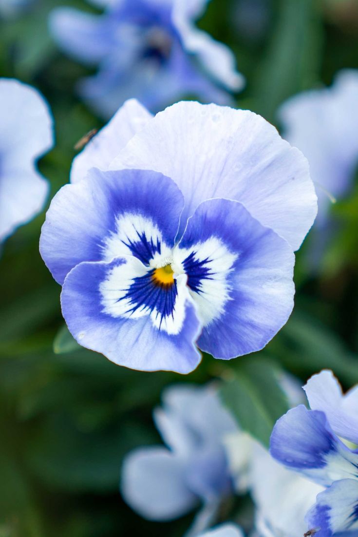 pansy flower seed germination White Blue Pansy Flower Seeds for Planting – Heirloom, Non-GMO, Shade  Tolerant High Germination Seeds