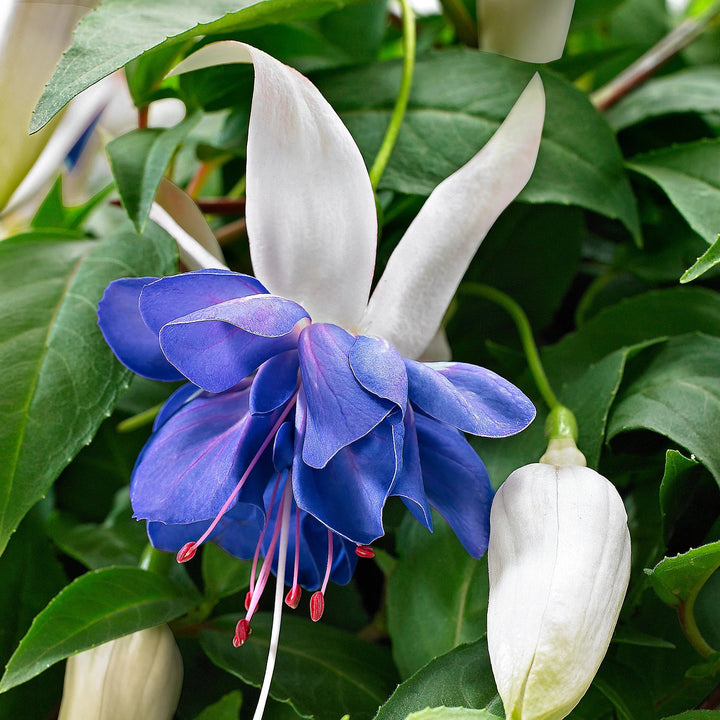 Dark Blue Fuchsia Flower Seeds for Planting – Heirloom, Non-GMO, High Germination Organic Garden Seeds
