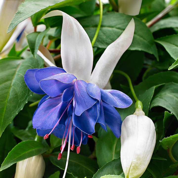 Fuchsia Flower Seeds for Planting Blue White – Hardy Variety, Heirloom, Non-GMO, High Germination