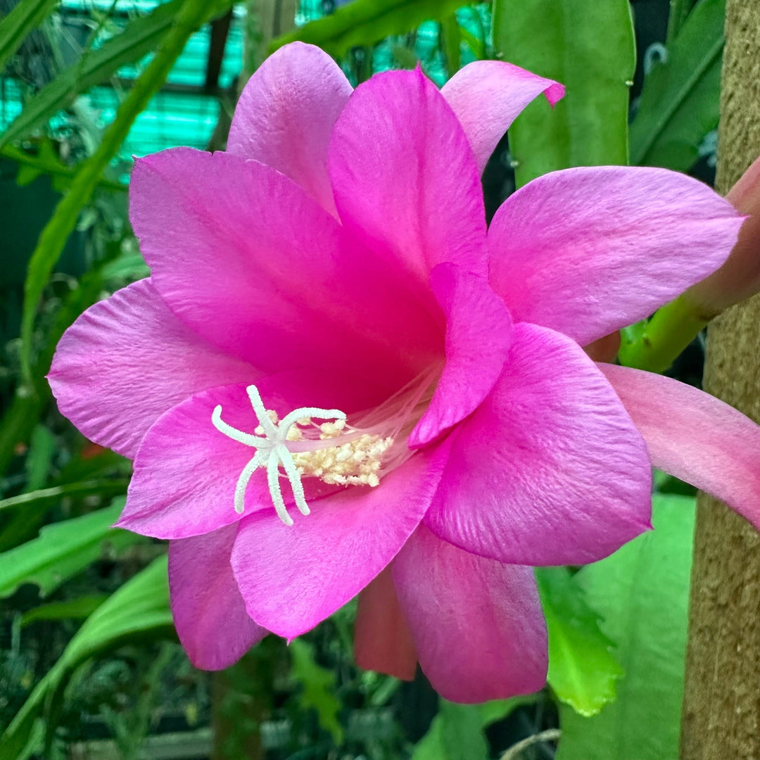 Flower Seeds, Seeds,Seeds For Planting,Plant Seeds