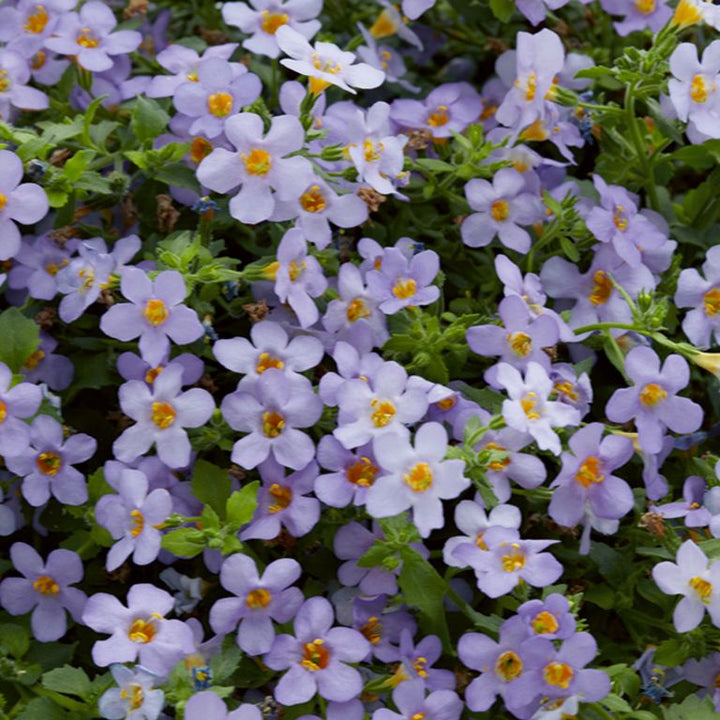 Bacopa Blutopia Flower Seeds for Planting – Heirloom Non-GMO, High Germination Organic Garden Seeds