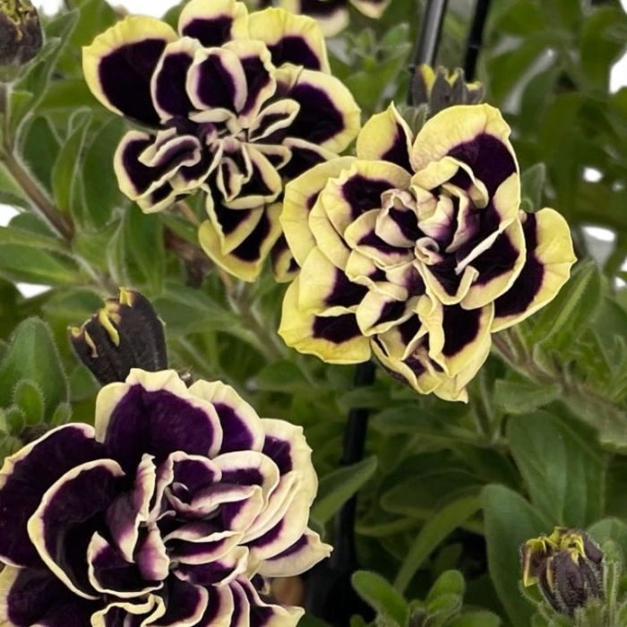 Double Petunia Black Yellow Flower Seeds for Planting – Heirloom, Non-GMO, High Germination Organic Garden Seeds