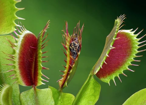 Mosquito Carnivorous Flower Seeds for Planting – Heirloom Non-GMO Organic Garden Seeds