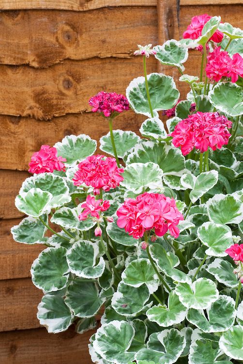 White Green Geranium Flower Seeds for Planting – Heirloom, Non-GMO, High Germination Organic Garden Seeds