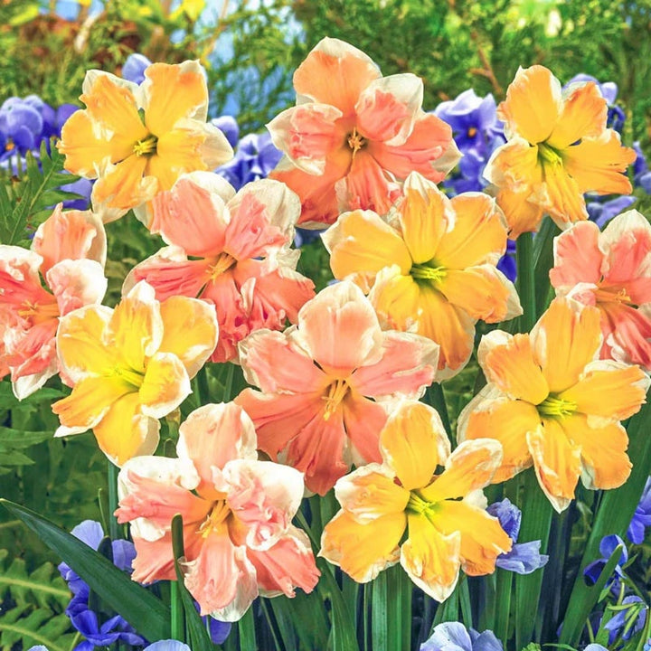 Rainbow Daffodils Seeds Flower Seeds for Planting – Heirloom, Non-GMO, High Germination Organic Garden Seeds