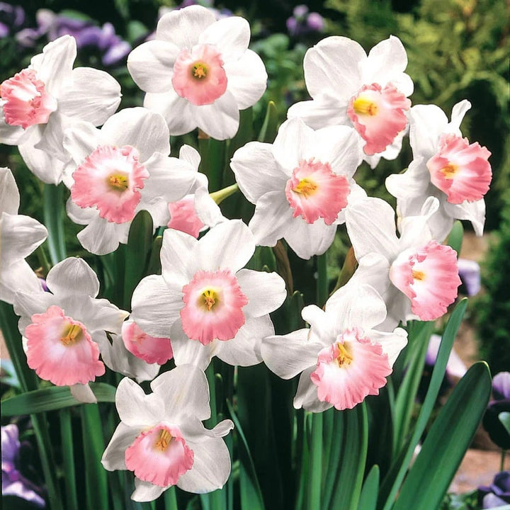 White Pink Narcissus Flower Seeds for Planting – Heirloom, Non-GMO, High Germination Seeds