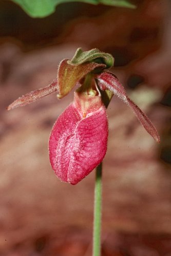 Pink Cypripedium Acaule Flower Seeds for Planting – Heirloom Non-GMO, High Germination Organic Garden Seeds