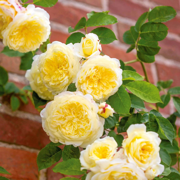 Light Yellow Climbing Rose Flower Seeds for Planting, Heirloom Non-GMO Organic Garden Seeds – High Germination