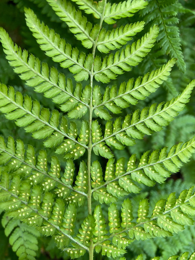 Green Fern Spores Flower Seeds for Planting – Heirloom & Non-GMO Garden Seeds