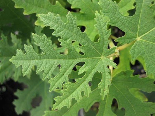 Green Afghanistanica Fig seeds for planting - Heirloom & Non-GMO exotic fruit tree garden seeds
