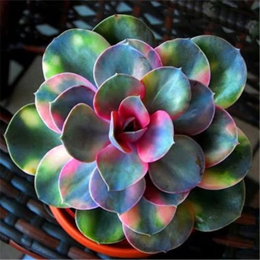 Rainbow Succulent Flower Seeds for Planting – Heirloom, Non-GMO, High Germination Organic Garden Seeds
